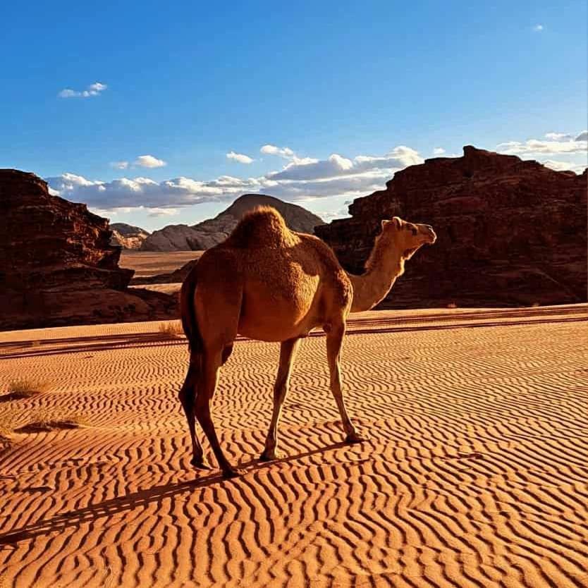 Luxury tent Wadi Magic Nature Camp *